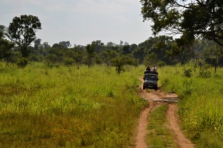Sri lanka safari jeep