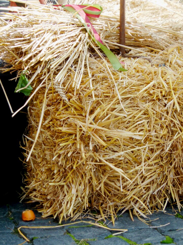 Straw bales harvest agriculture