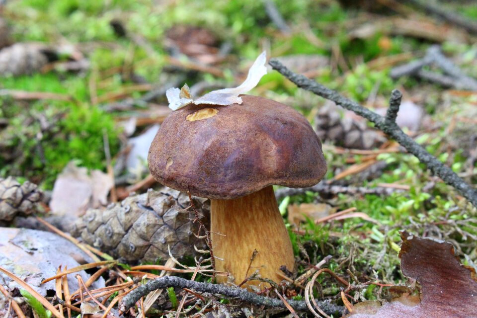Edible autumn nature