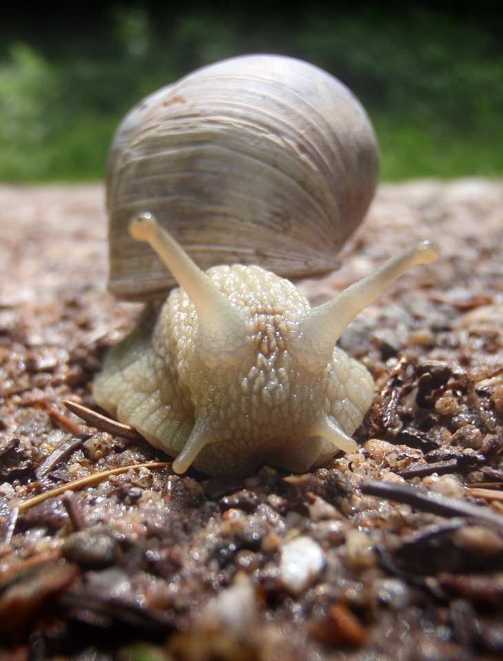 Nature macro forest floor
