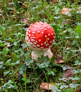 Mushrooms forest toxic