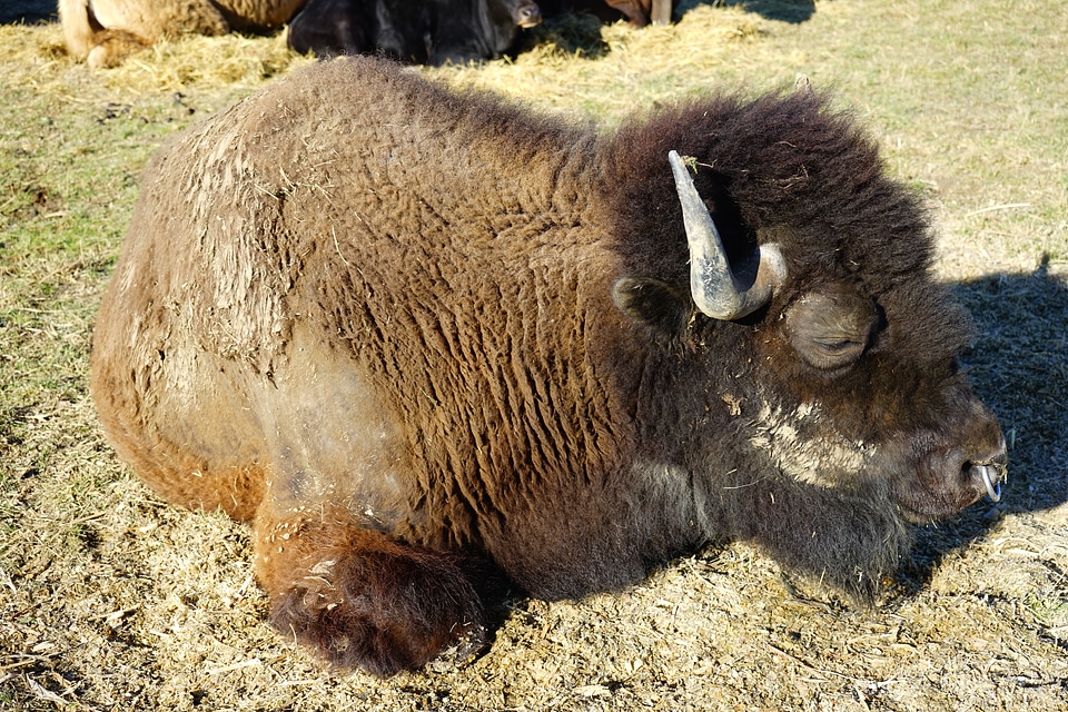Bison bison bonasus beef