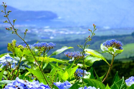 Flower sky azores
