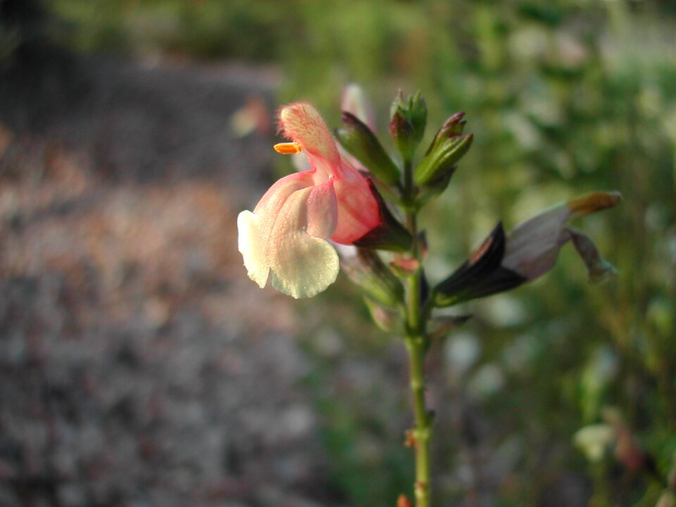 Nature blossom bloom