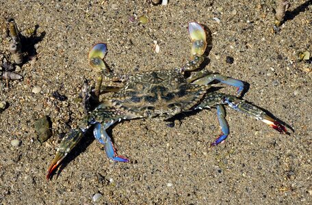 Portunus pelagicus flower crab blue swimmer crab