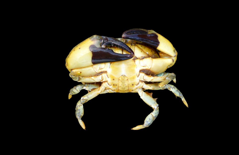 Shear water creature meeresbewohner
