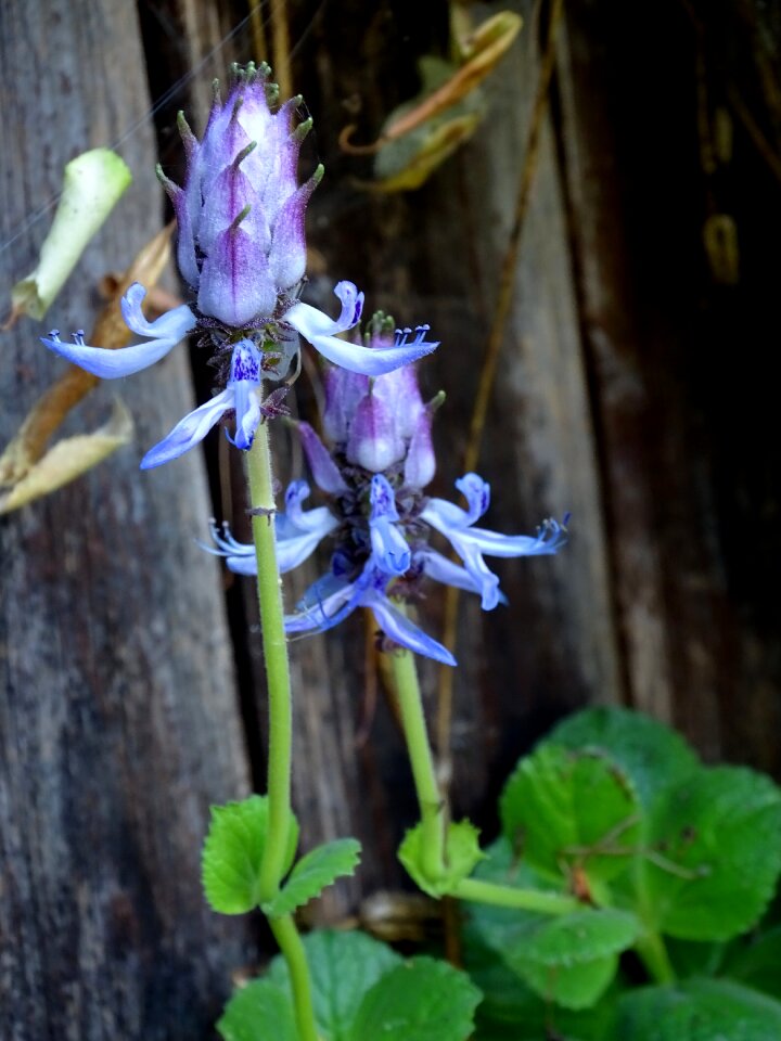 Plectranthus ornatus harp shrubs lamiaceae