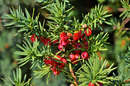 Yew fruit evergreen plant