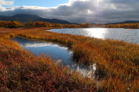 Tundra swamp nature photo