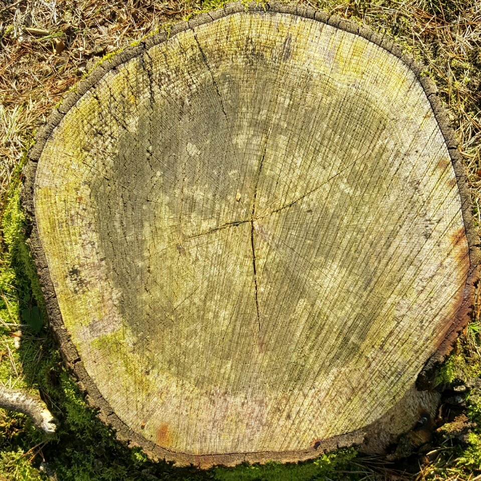 Lives stump autumn