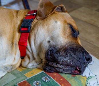 Dog boerboel african farmers dog photo