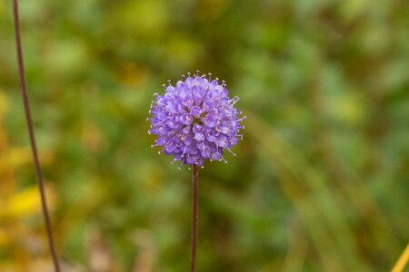 Blossom bloom nectar