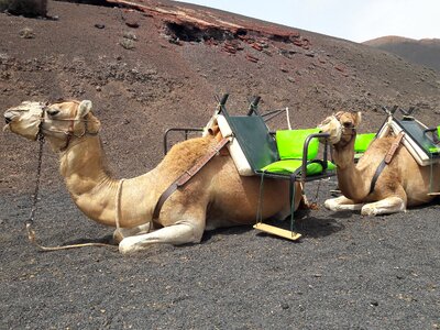 Camel camel canary dromedary