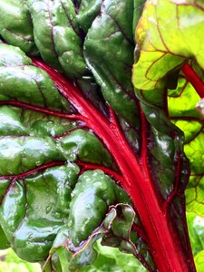 Foliage vegetable garden plots