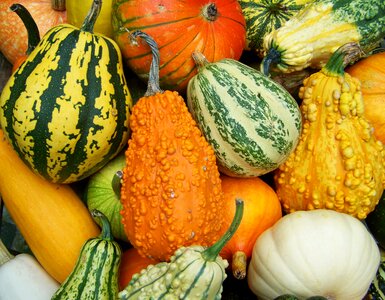 Colorful pumpkins autumn mood vegetables