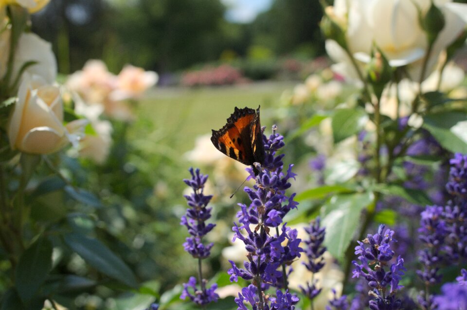 Nature purple flower
