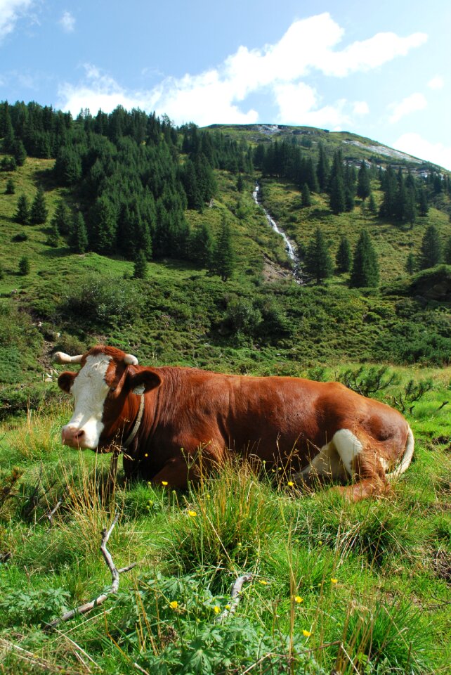 Austria landscape cow