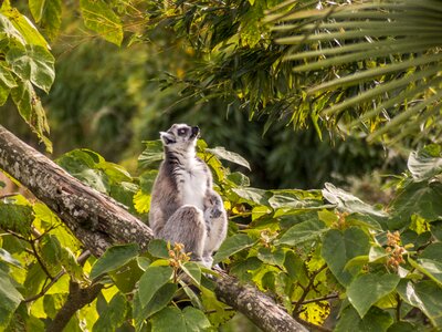 Zoo maki catta lemur photo