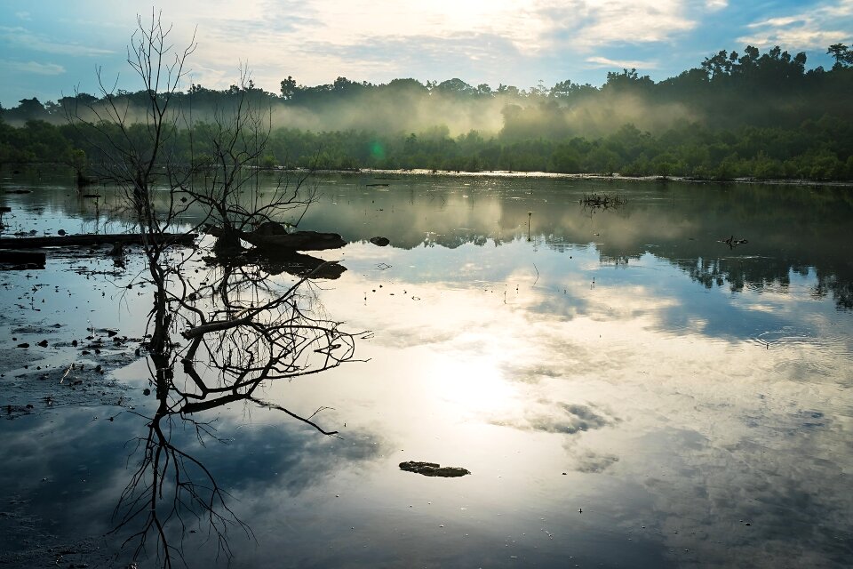 Landscape bog morning