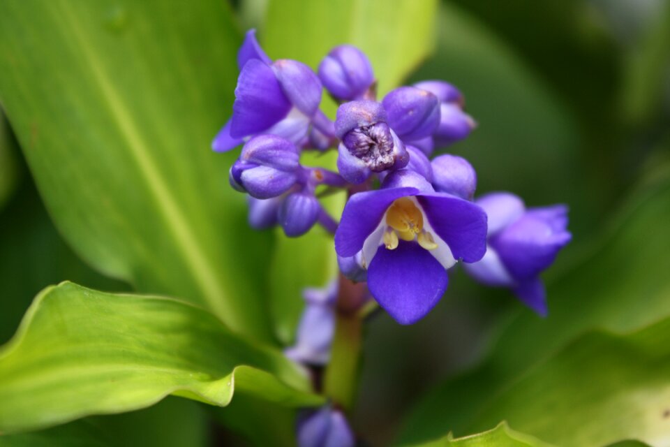 Garden plant macro