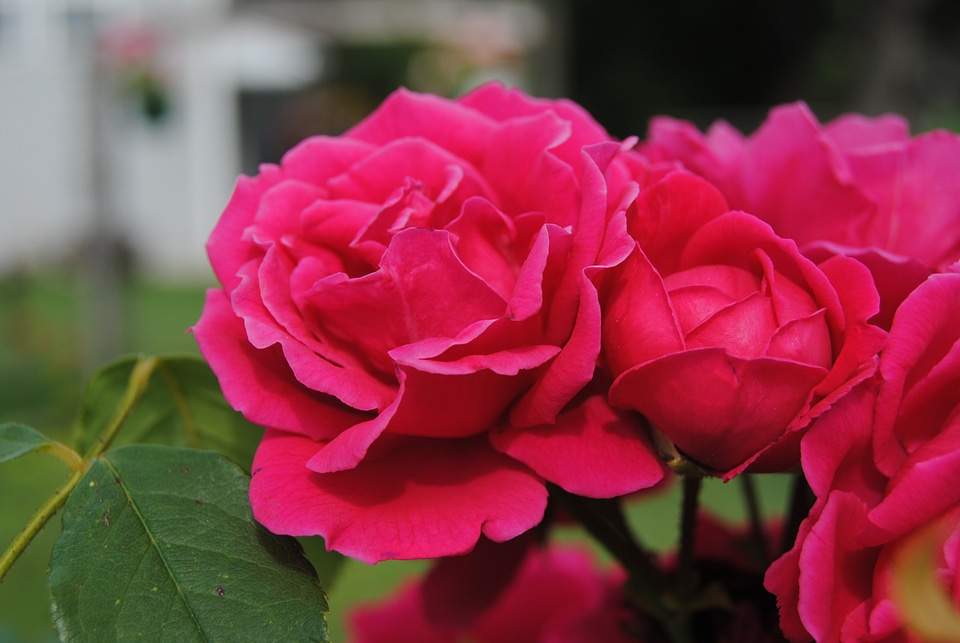 Rose bush rose bloom