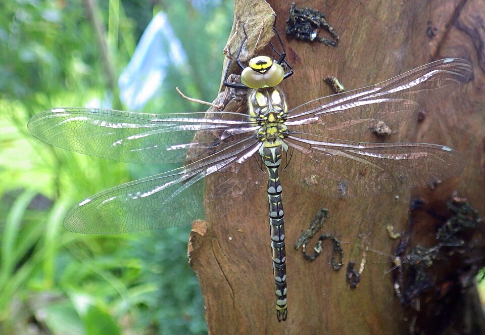 Nature animal garden