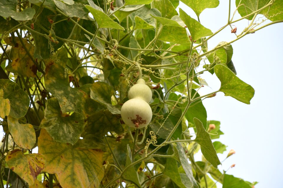 Bottle gourd green natural
