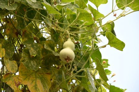 Bottle gourd green natural