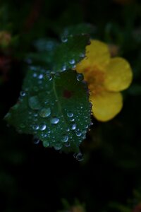 Rain drop nature black rain