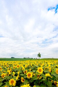 Biei sunflower country