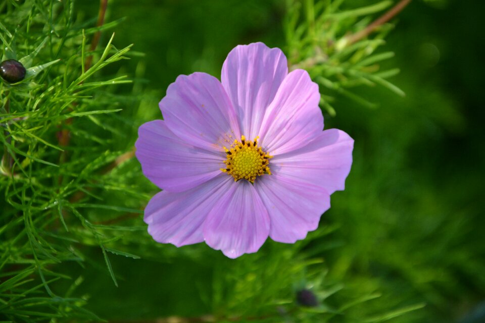 Garden plant violet