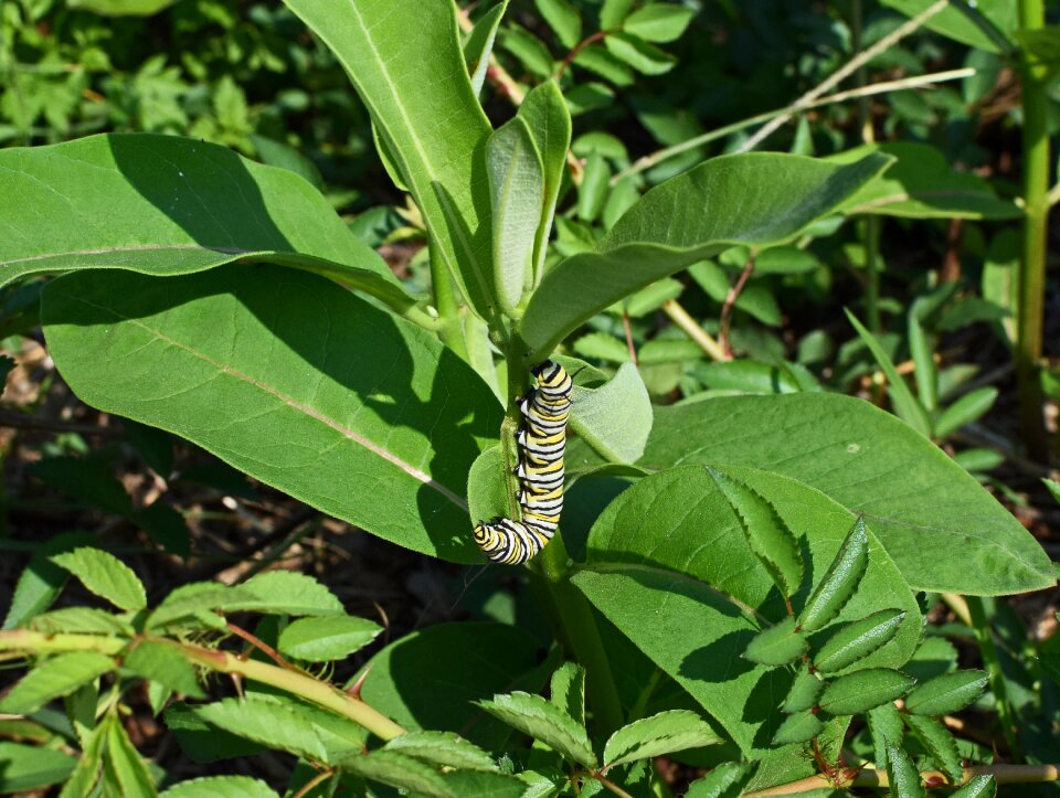 Insect butterfly animal