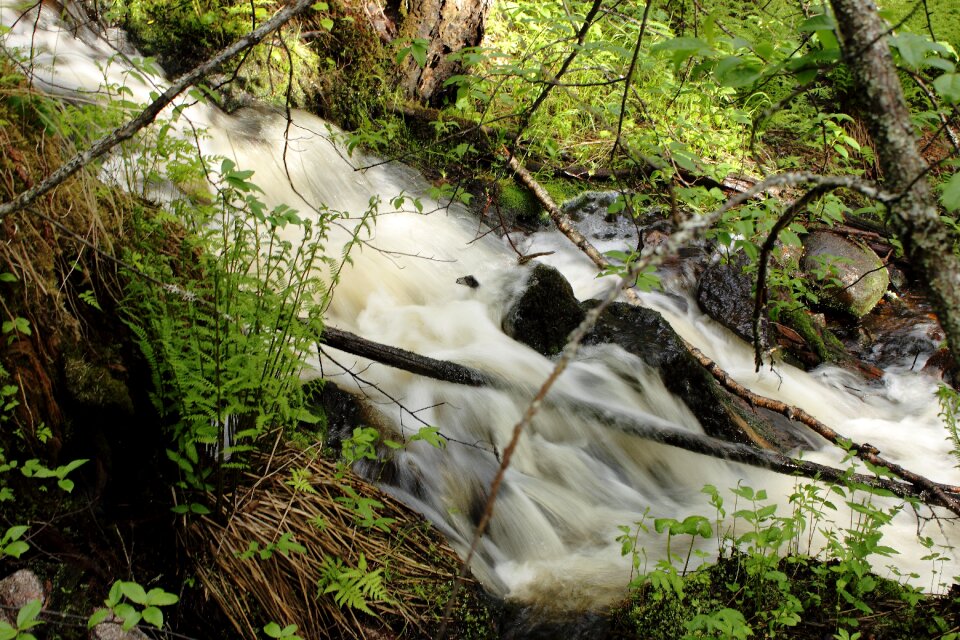 Water jet forest living nature