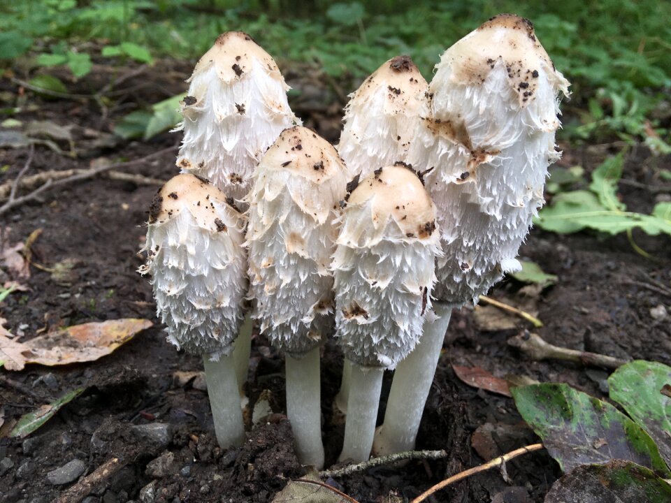 Mushroom forest nature