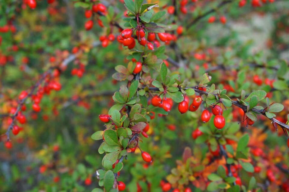 Plant nature fruits