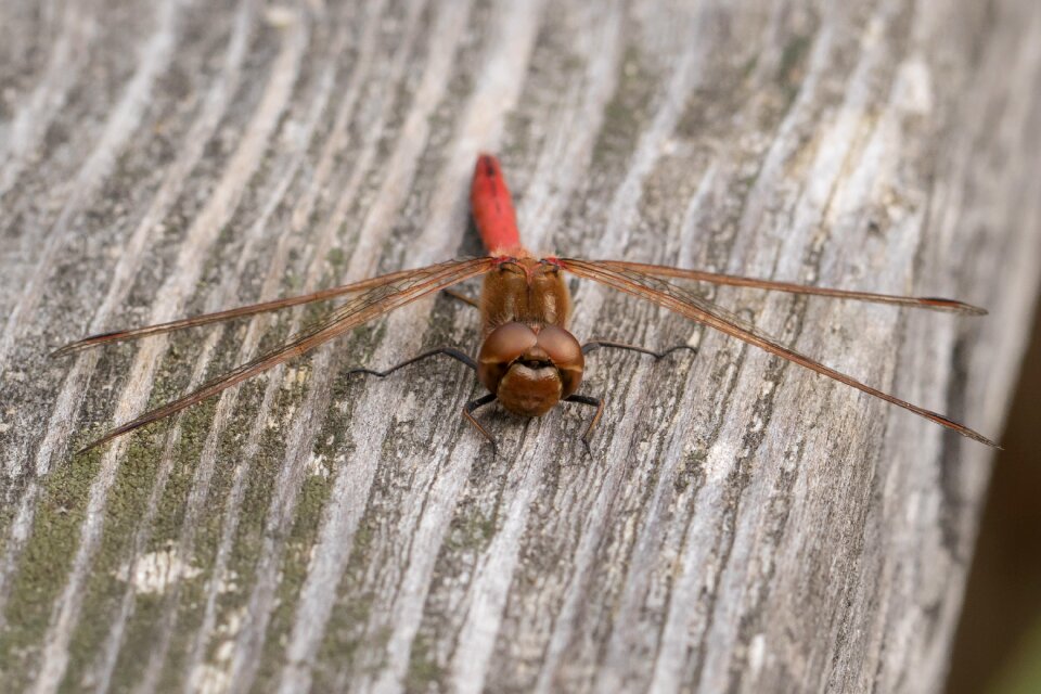 Insect animal flight insect