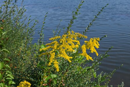 Bloom plant summer