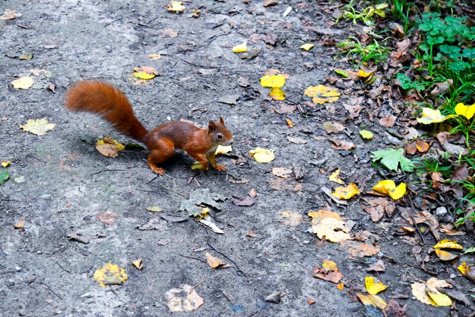 Nature animal cute