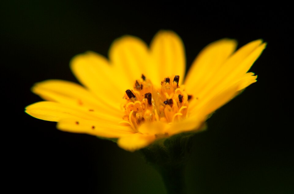 Petals pollination details