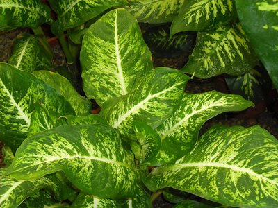 Plant garden exotic