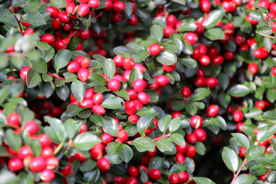 Nature red fruit