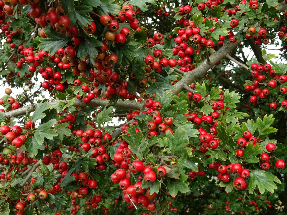 Plant mountain ash toxic photo