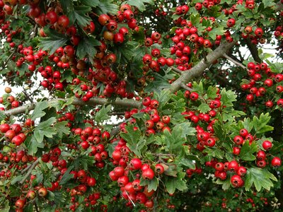 Plant mountain ash toxic photo