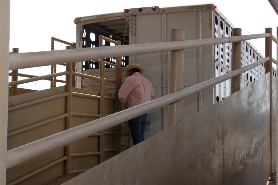 Animal cattle road