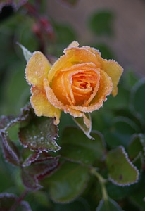 Frost winter plant