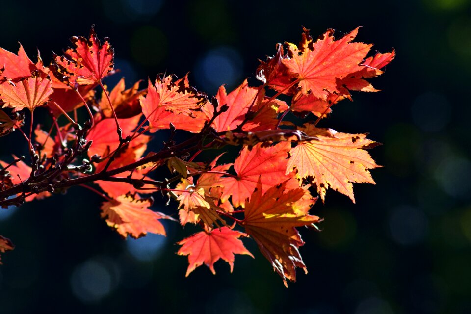 Leaves colorful golden autumn photo