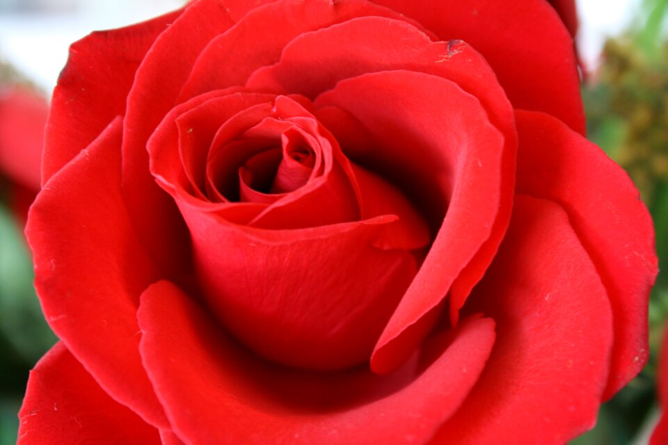 Garden macro red flower