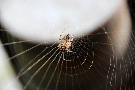 Araneus arachnid insect killer
