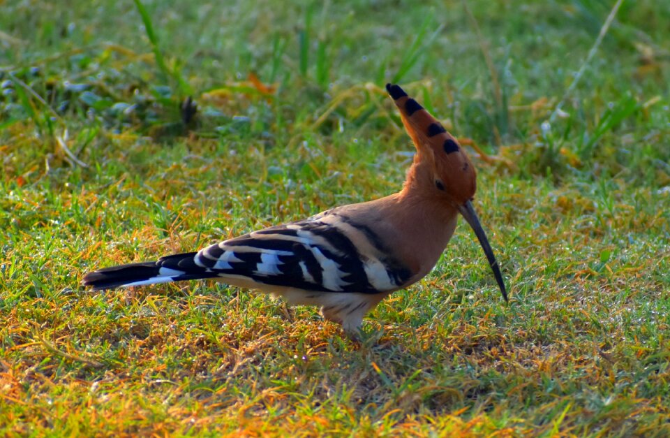 Bird crown of feathers