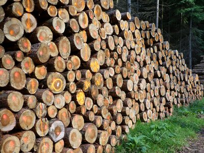 Trees cutting landscape photo